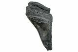 Partial Fossil Megalodon Tooth - South Carolina #272584-1